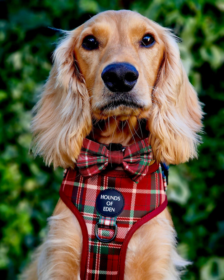 Tartan Me Up - Hundehalsband mit rotem und cremefarbenem Schottenmuster