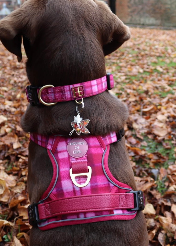 Rose Berry Plaid Dog Collar + Tag Holder