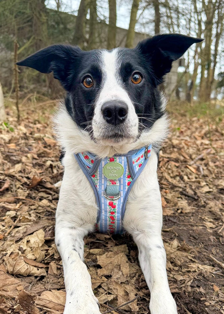 Eden's Orchard - Dog Collar + ID Tag Holder