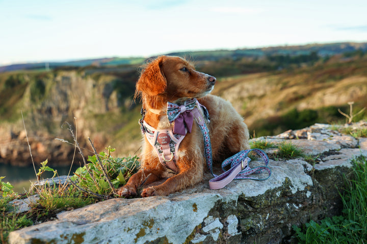 Bella's Jumper Supaw Strong Lite™ Dog Harness (XS-XL)