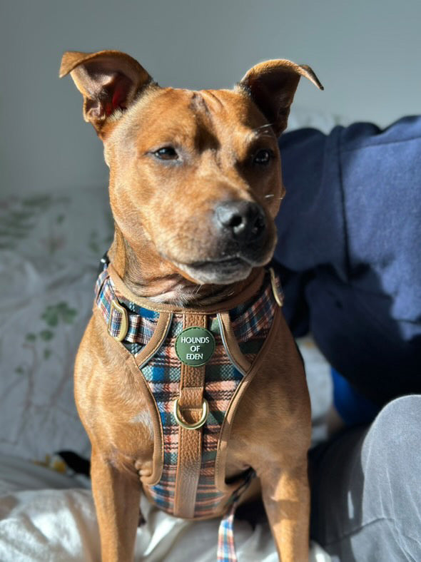 Oak Forest Plaid Supaw Strong Lite™ Dog Harness (XS-XL)