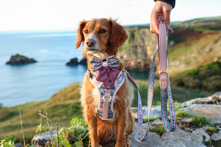 Bella's Jumper Dog Sailor Bow Tie