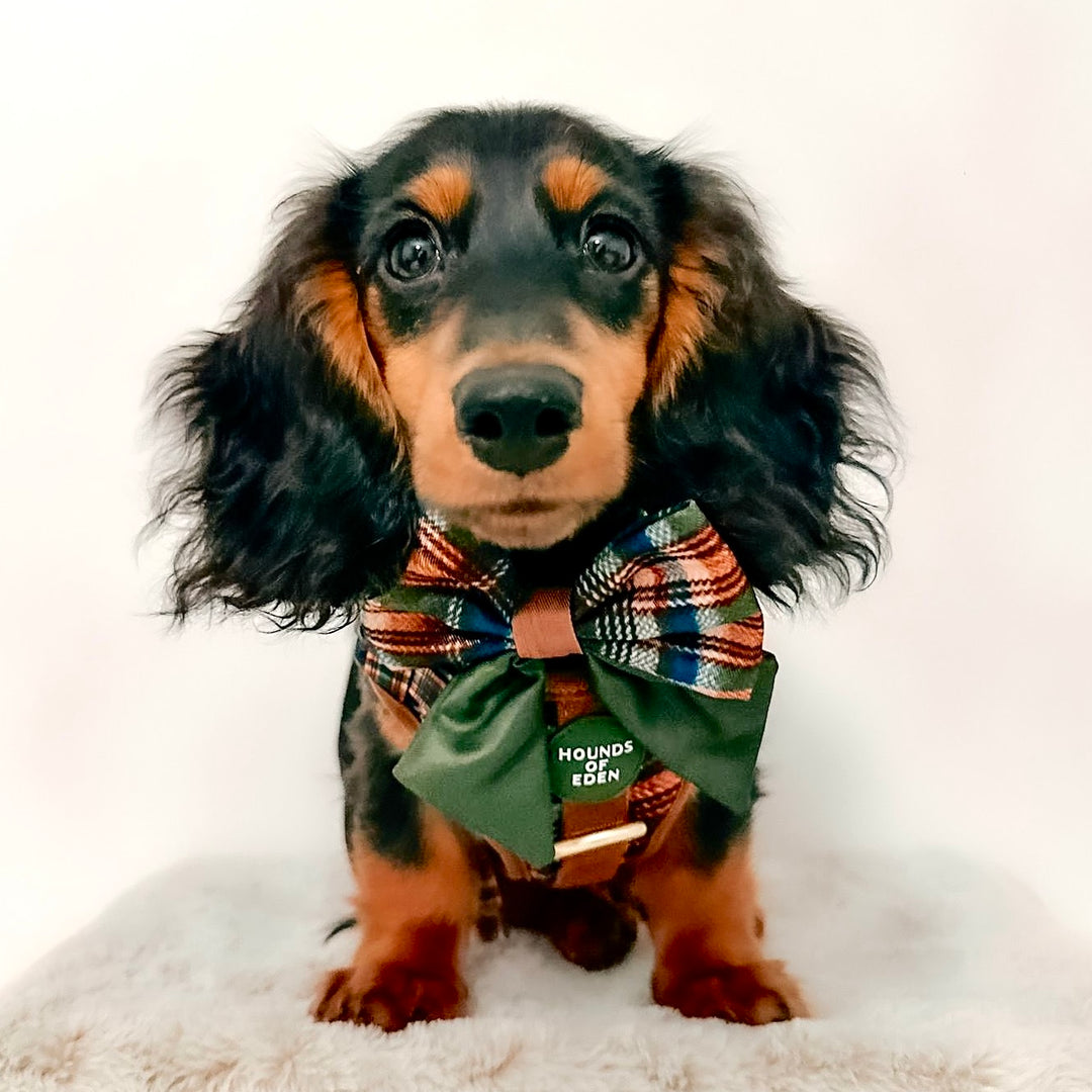 Oak Forest Plaid Dog Collar + Tag Holder