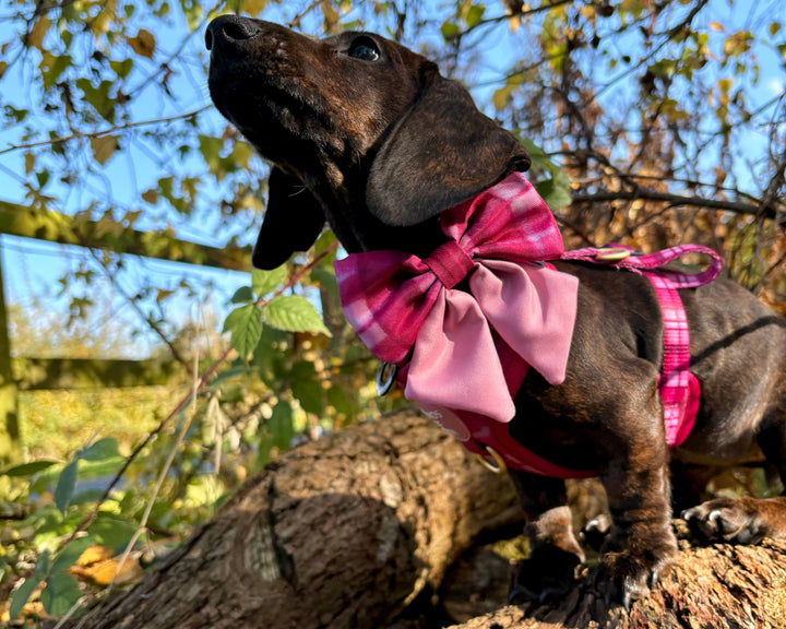 Rose Berry Plaid - Adjustable Dog Harness (XXS-XS)