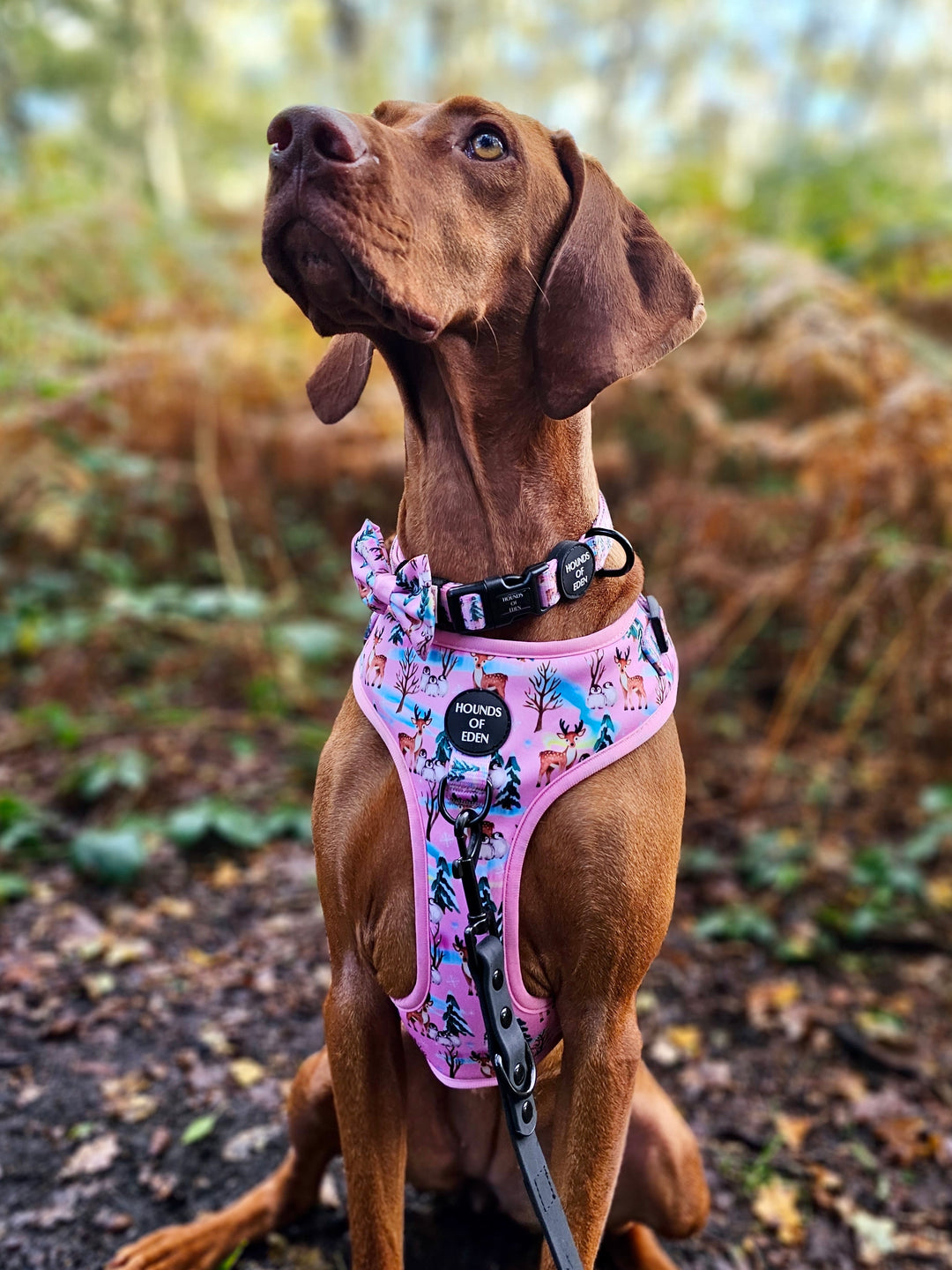 Aurora Nights - Pink Penguin Design Dog Collar