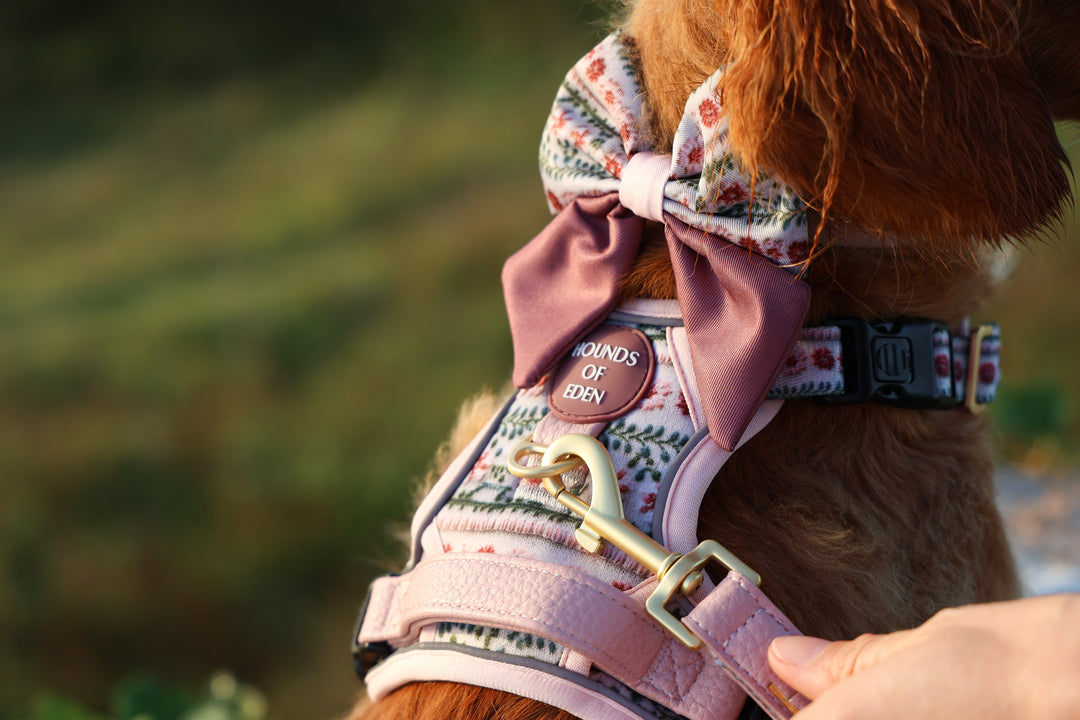 Bella's Jumper Dog Sailor Bow Tie