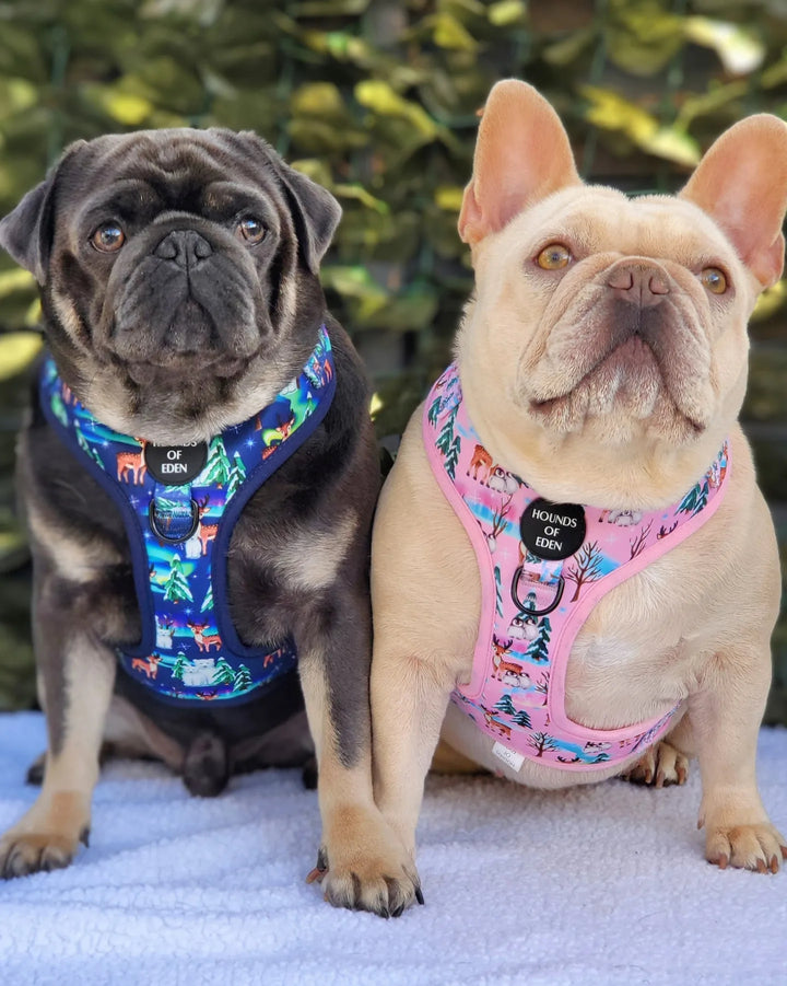 Aurora Nights - Pink Penguin Design Dog Harness