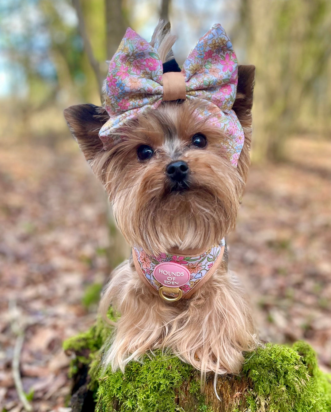 Pastel Petals - Dog Collar + ID Tag Holder