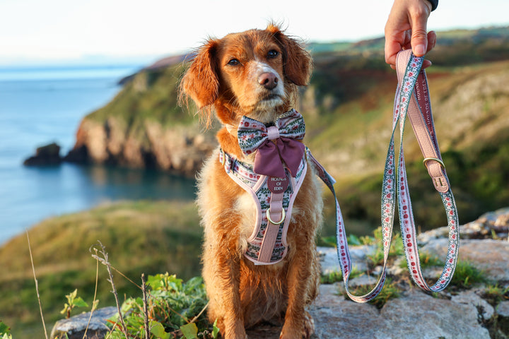 Bella's Jumper Dog Collar + Tag Holder