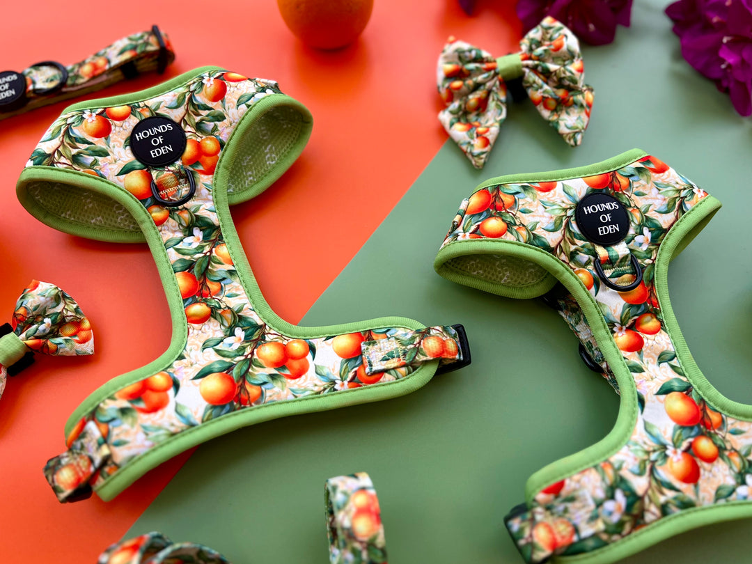 Simply the Zest - Oranges Dog Sailor Bow Tie