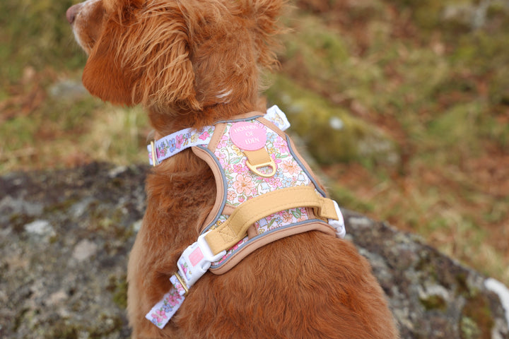 Pastel Petals - Dog Collar + ID Tag Holder