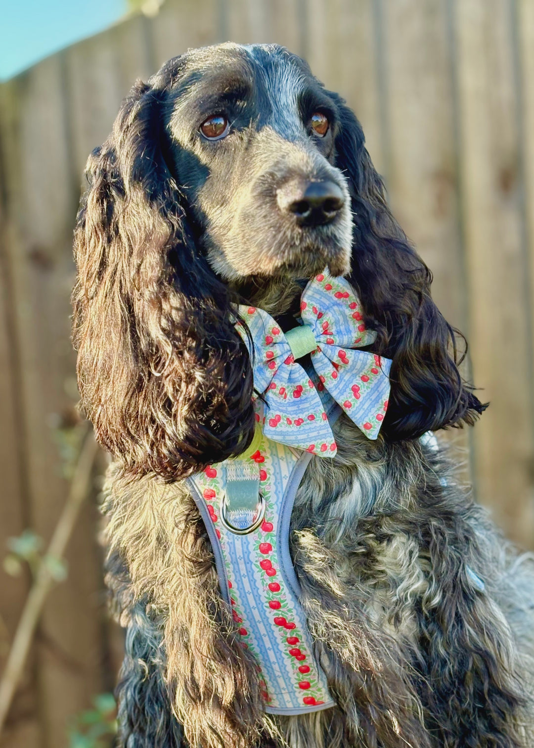 Eden's Orchard - Dog Collar + ID Tag Holder