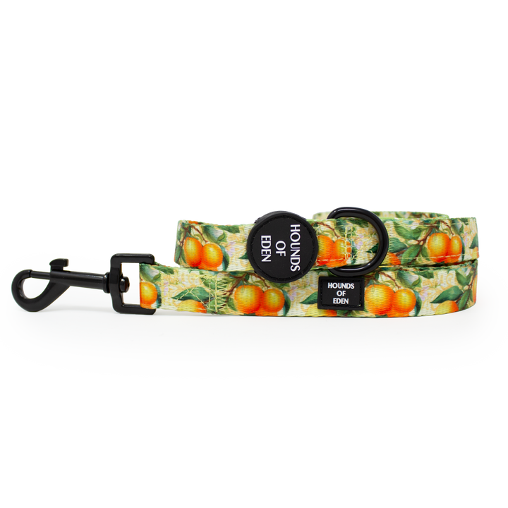 Simply the Zest - Orangen Hundehalsband