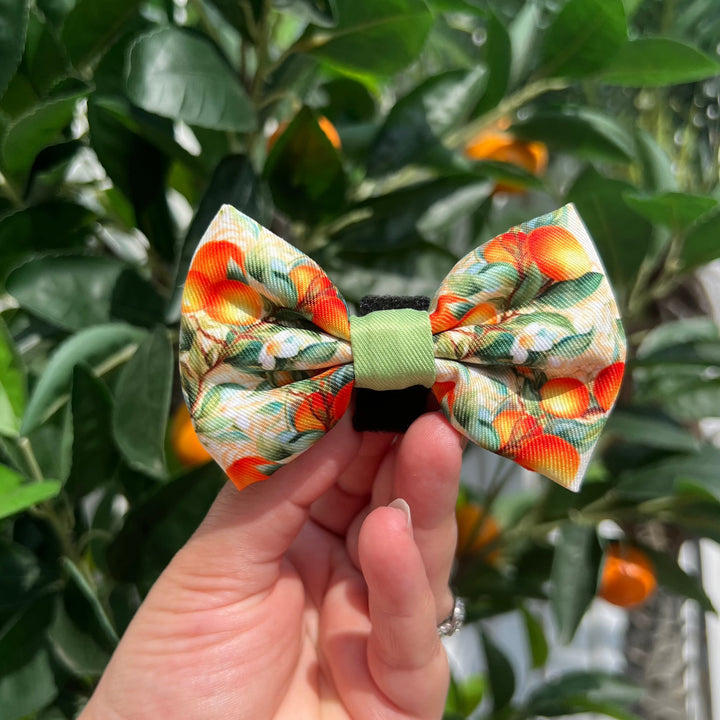 Simply the Zest - Oranges Dog Bow Tie