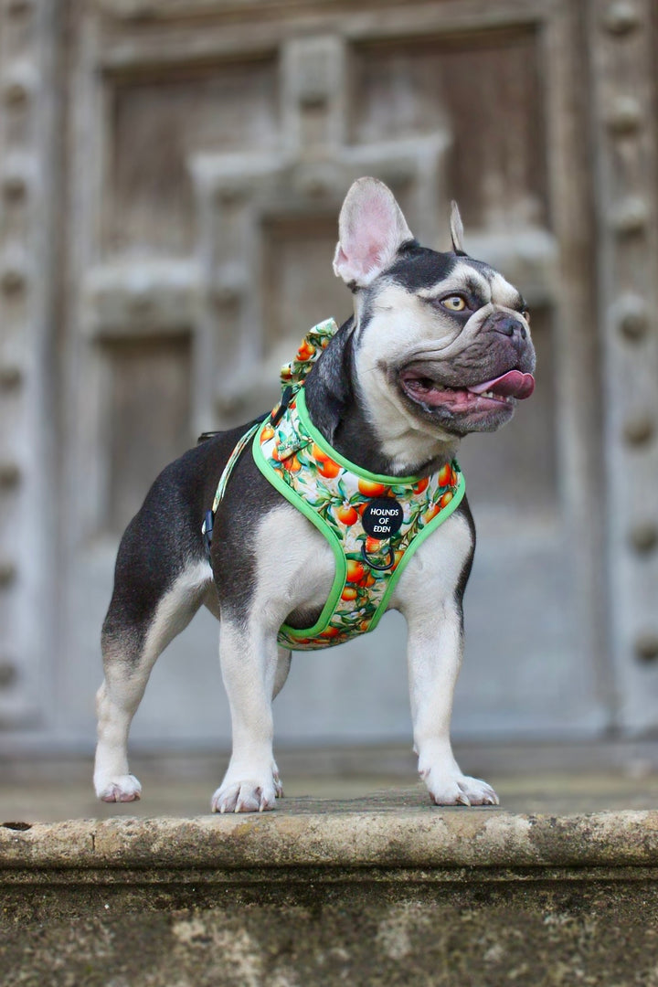 Simply the Zest - Oranges Dog Collar