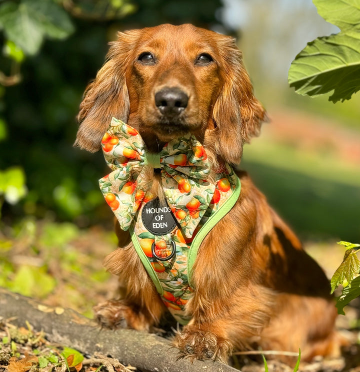 Simply the Zest - Orangen Hundehalsband