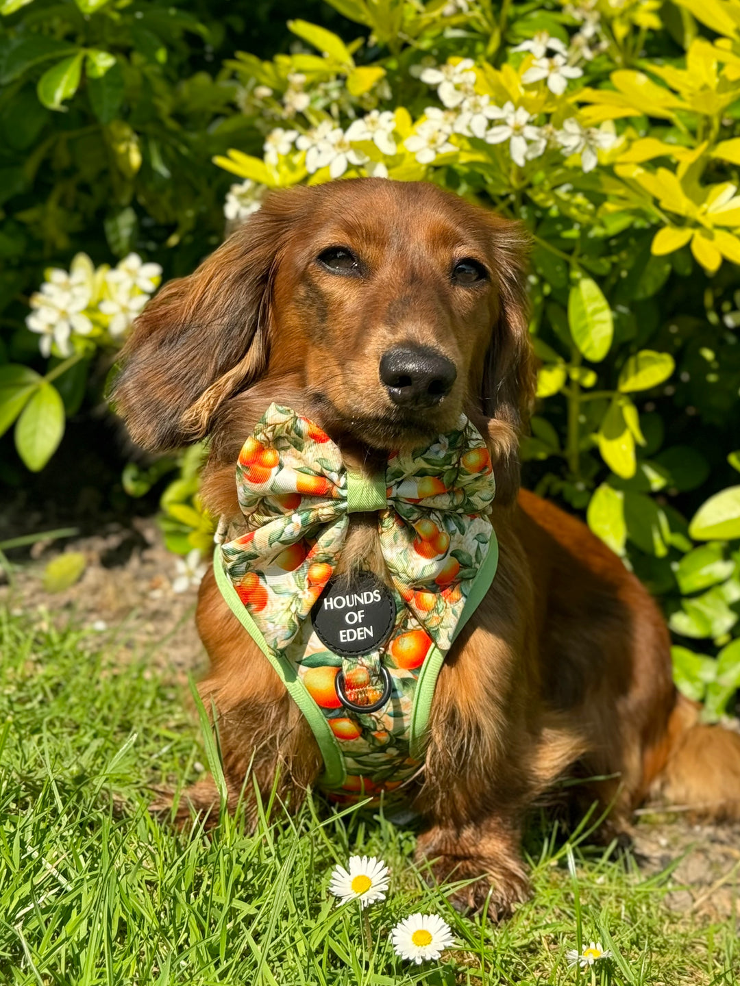 Simply the Zest - Orangen Hundegeschirr