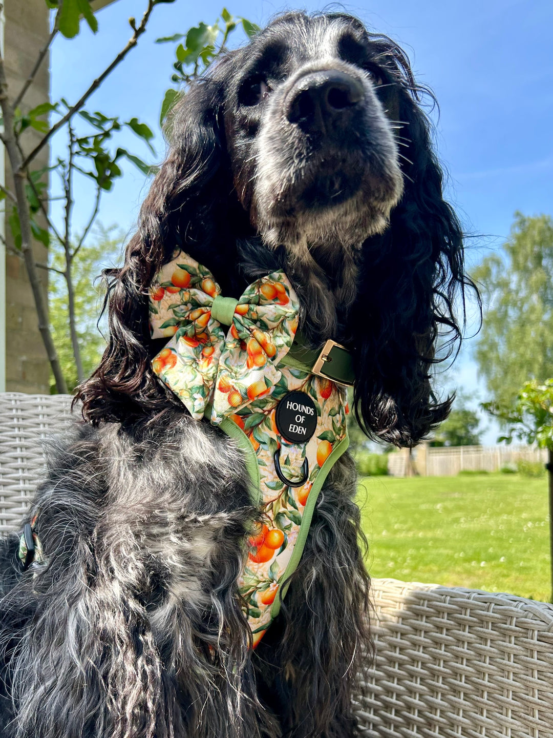 Simply the Zest - Orangen Hundehalsband