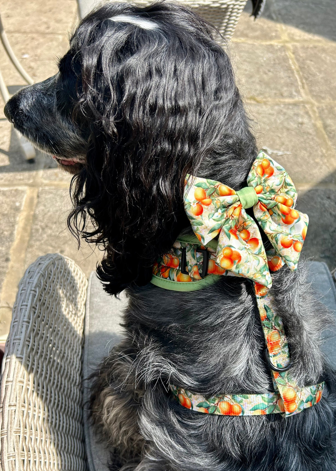 Simply the Zest - Oranges Dog Collar