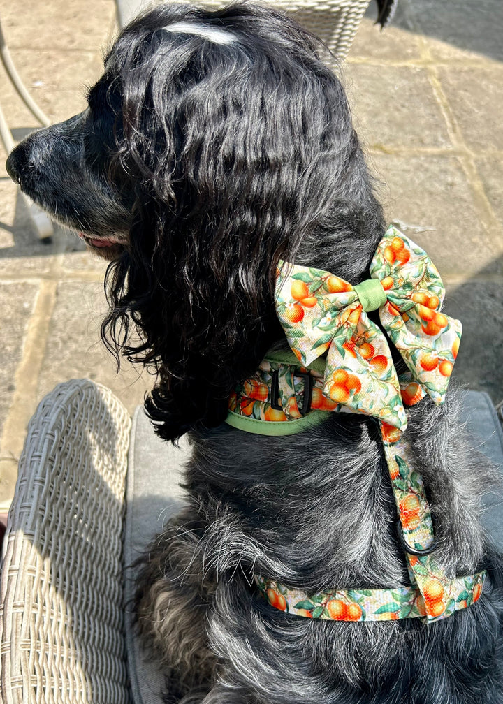 Simply the Zest - Orangen Hundehalsband