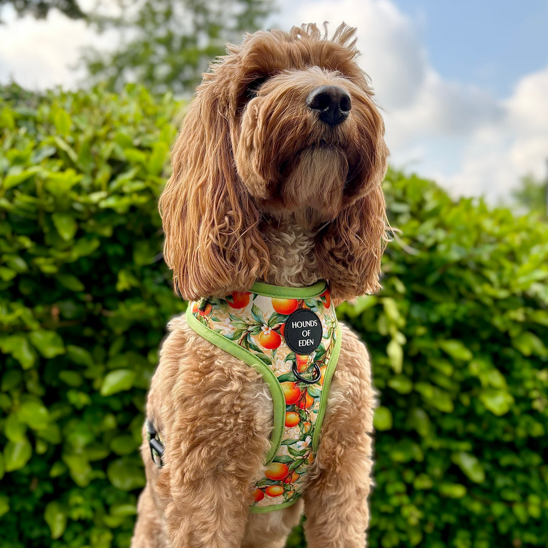 Simply the Zest - Oranges Dog Harness