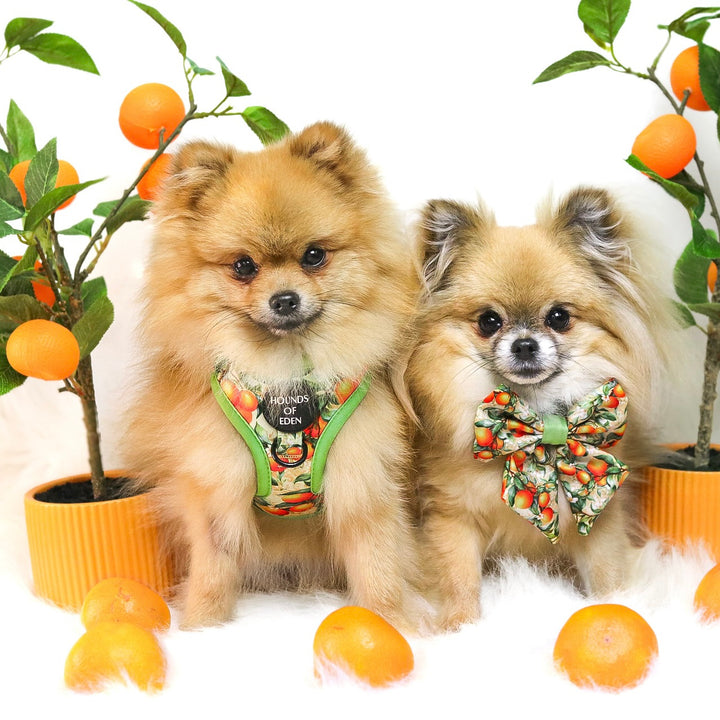 Simply the Zest - Orangen Hundegeschirr