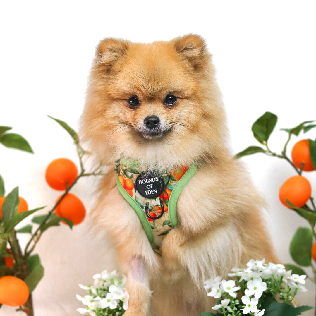 Simply the Zest - Oranges Dog Harness