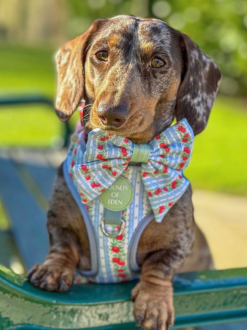 Eden's Orchard - Dog Collar + ID Tag Holder