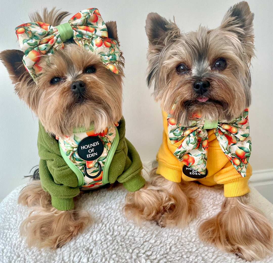 Simply the Zest - Oranges Dog Bow Tie