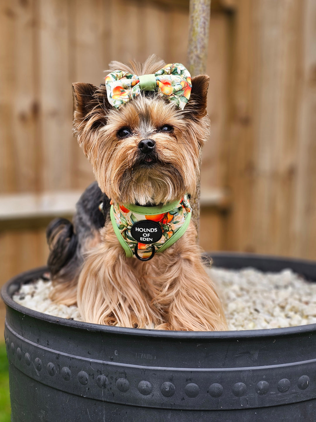 Simply the Zest - Oranges Poop/Treat Bag Holder