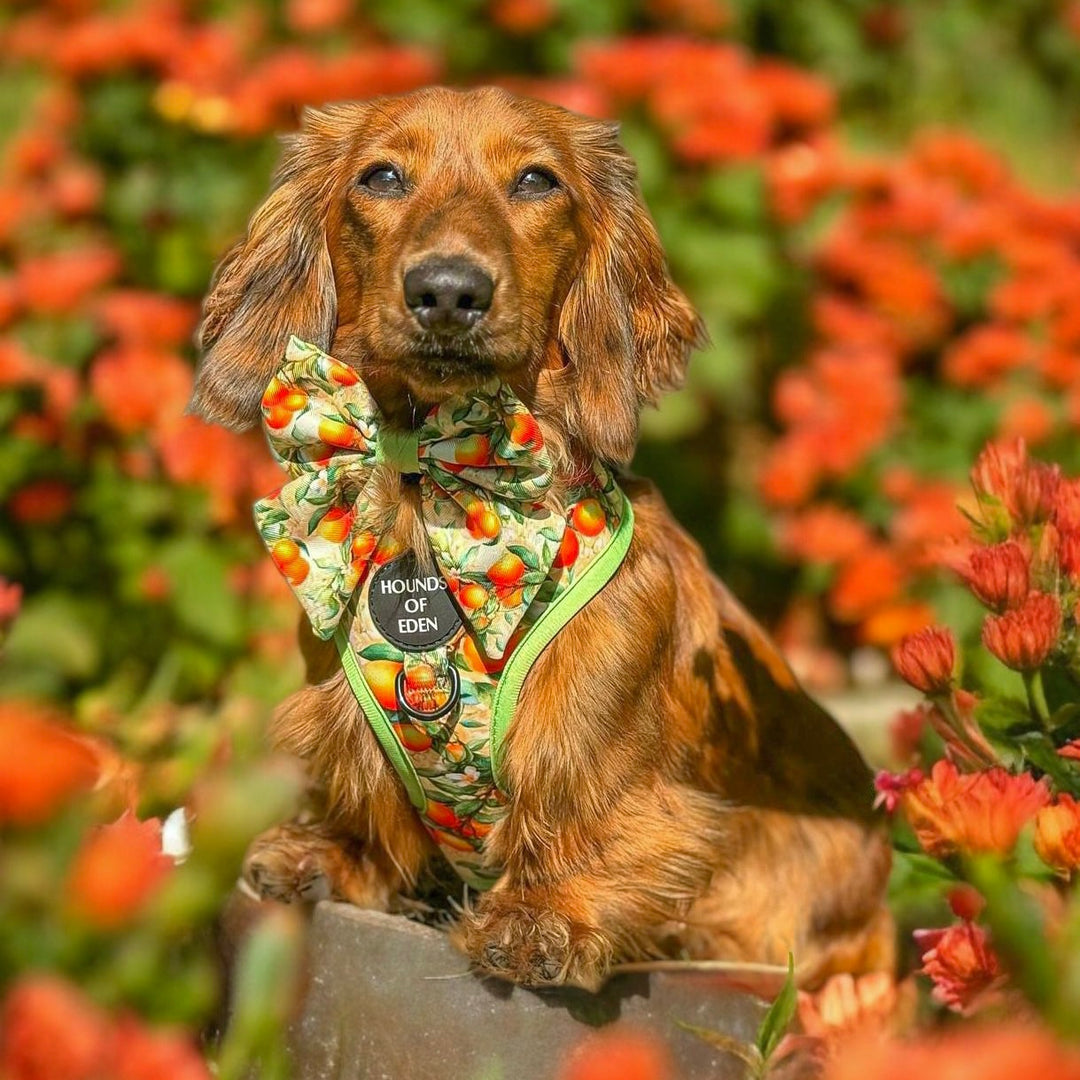 Simply the Zest - Oranges Poop/Treat Bag Holder