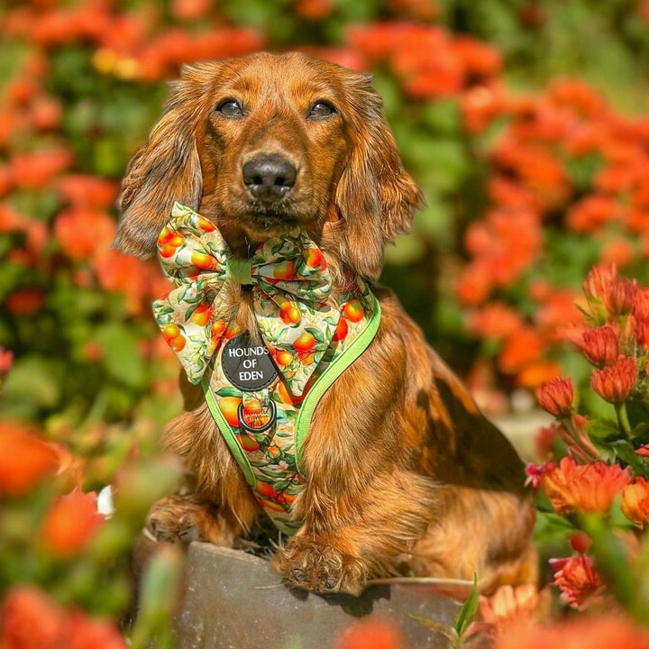 Simply the Zest - Orangen Hund Matrosen Fliege