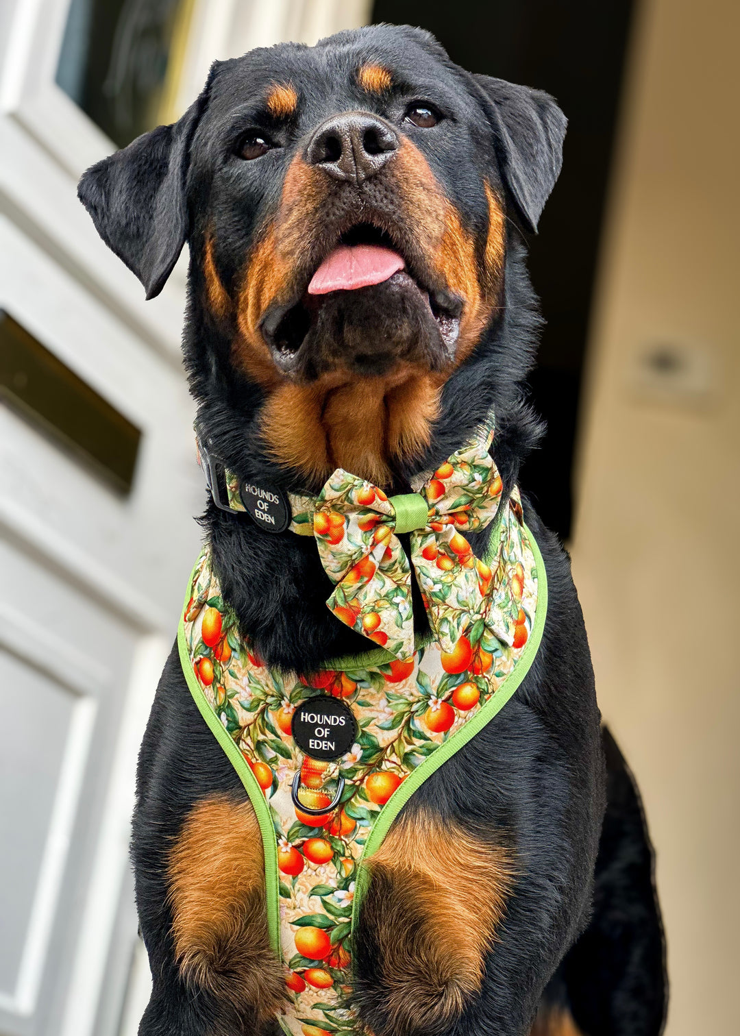 Simply the Zest - Oranges Poop/Treat Bag Holder