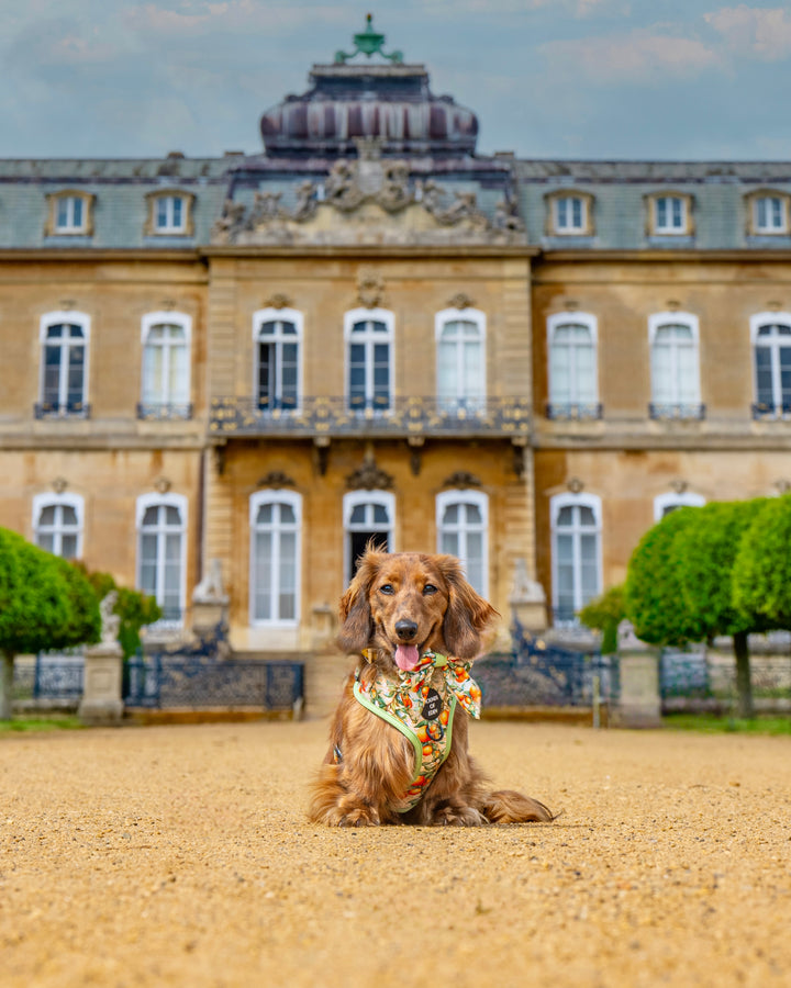 Simply the Zest - Orangen Hund Matrosen Fliege