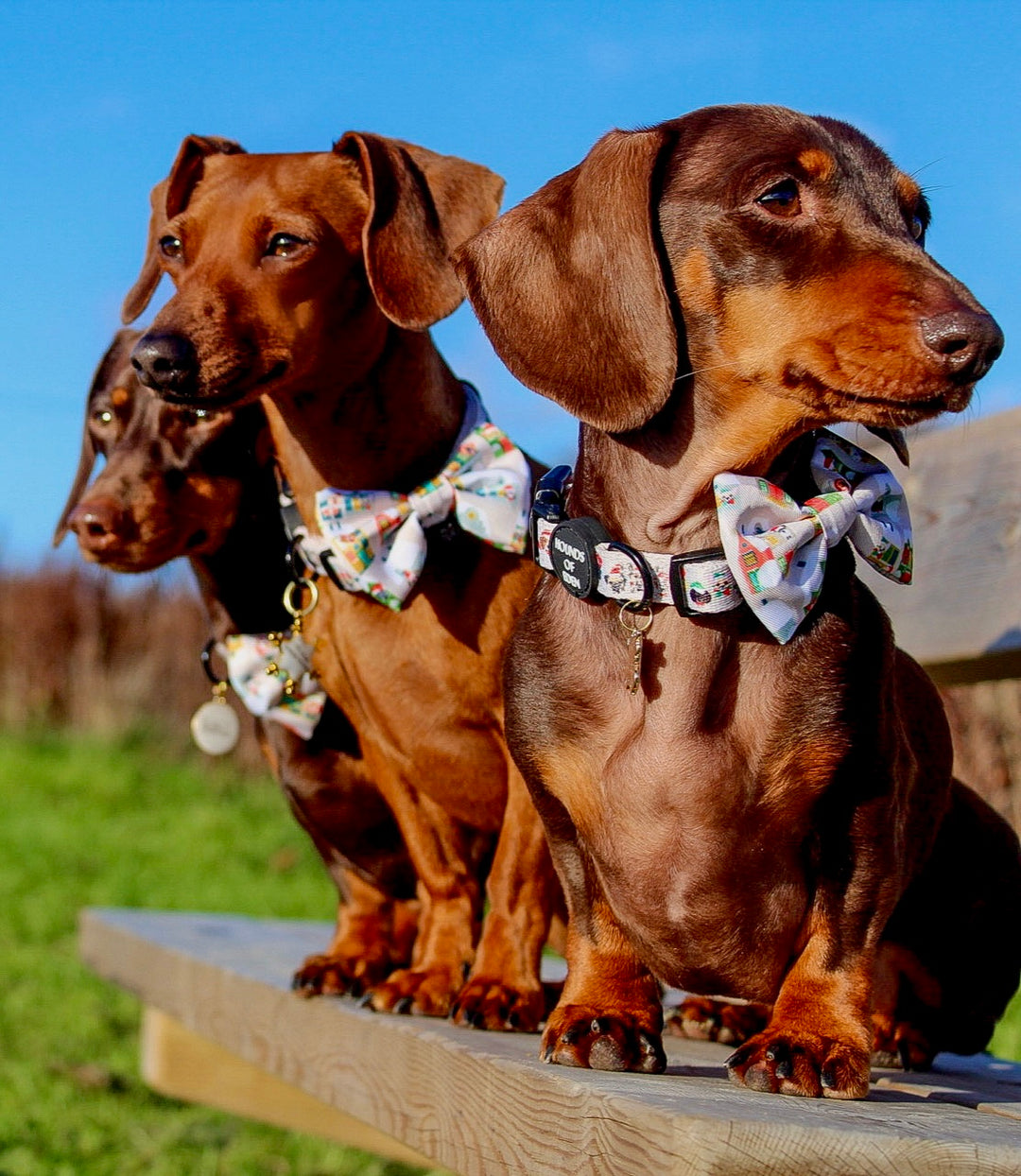 Hundehalsband mit Doggy-in-the-Window-Design