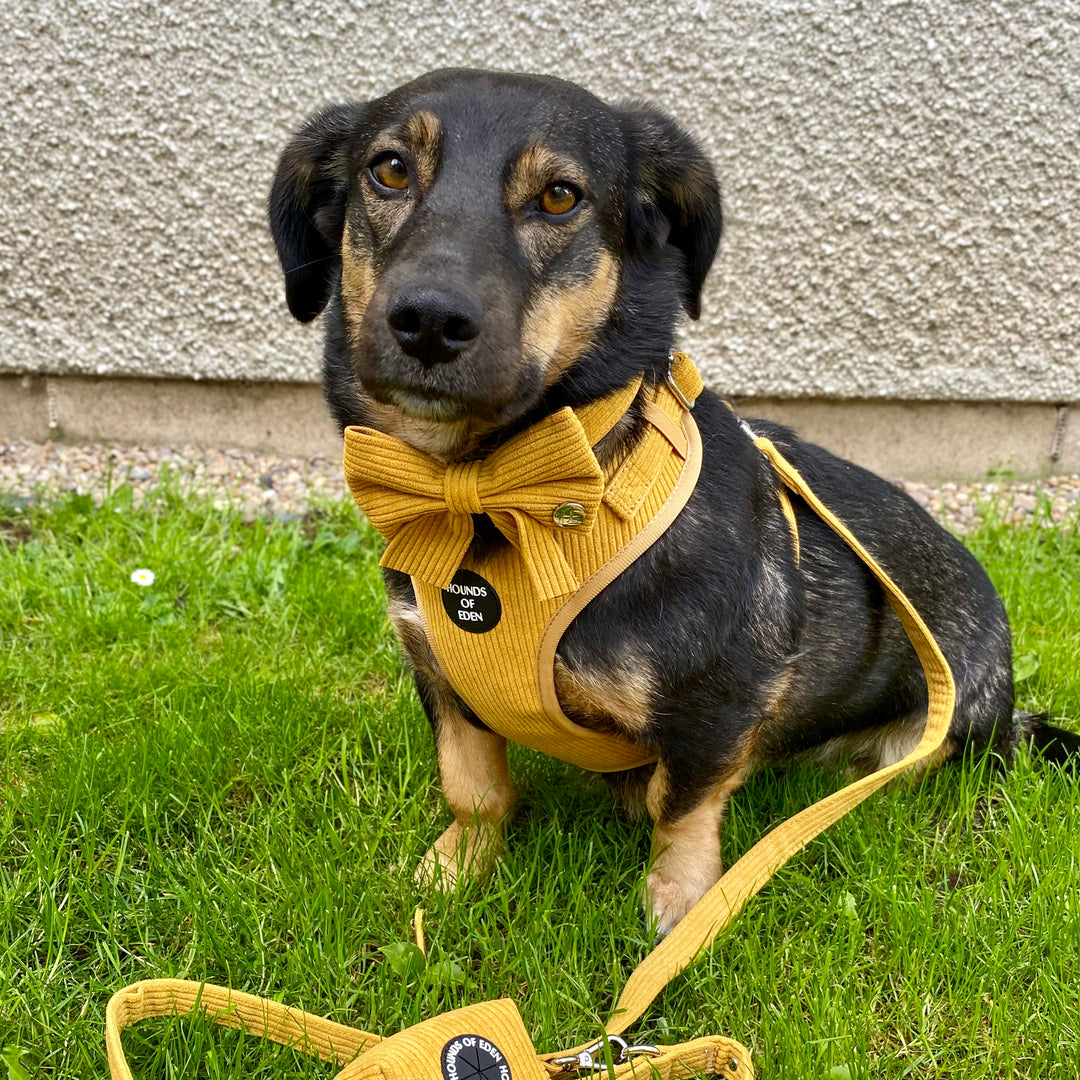 Mustard Yellow Corduroy Poop Bag/Treat Holder