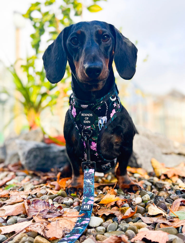 Midnight Madagascar Design Dog Bow Tie