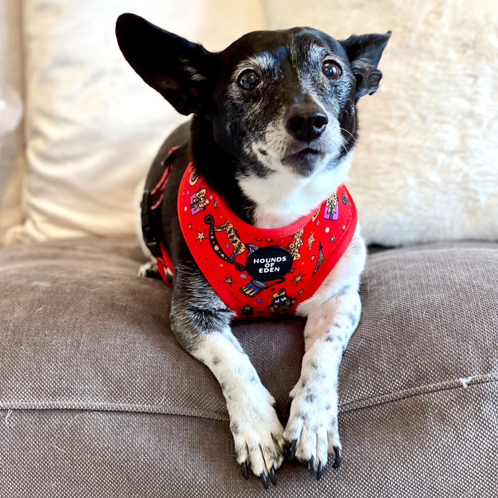 The Foxy Nutcracker - Christmas 'Jumper' Reversible Dog Harness