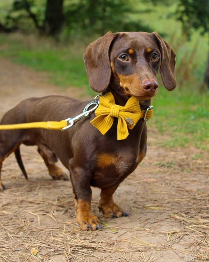 Mustard Yellow Corduroy Poop Bag/Treat Holder