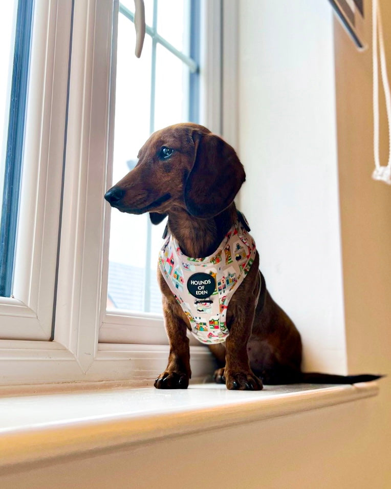 Hundegeschirr mit Doggy-in-the-Window-Design 