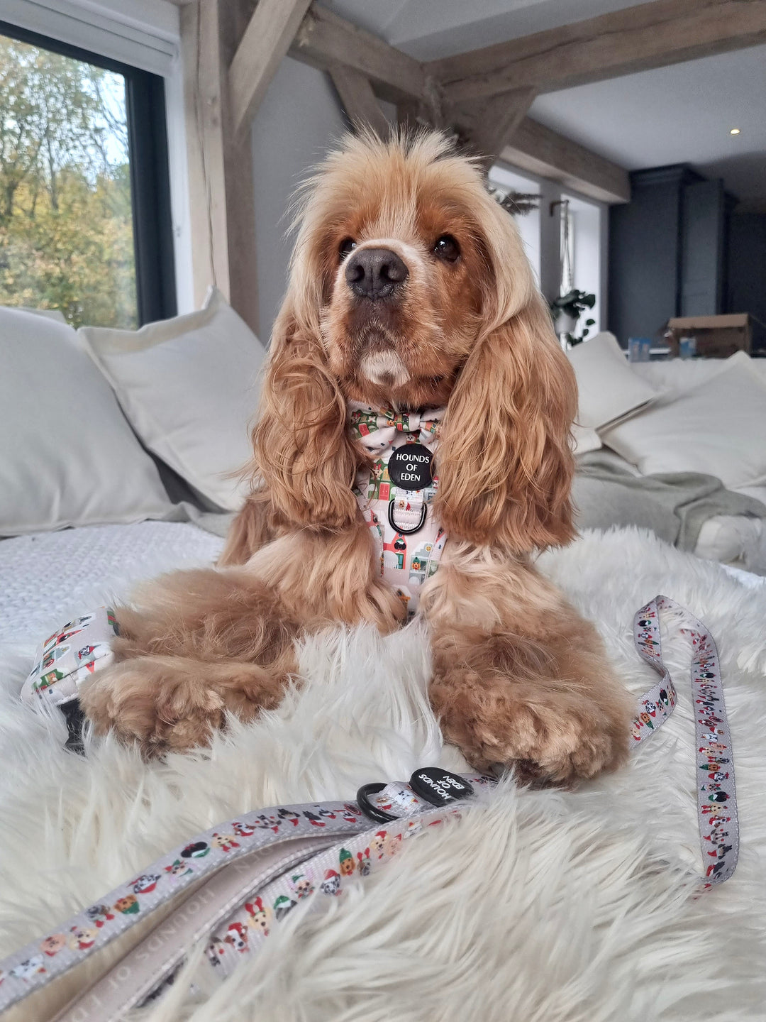 Hundegeschirr mit Doggy-in-the-Window-Design 